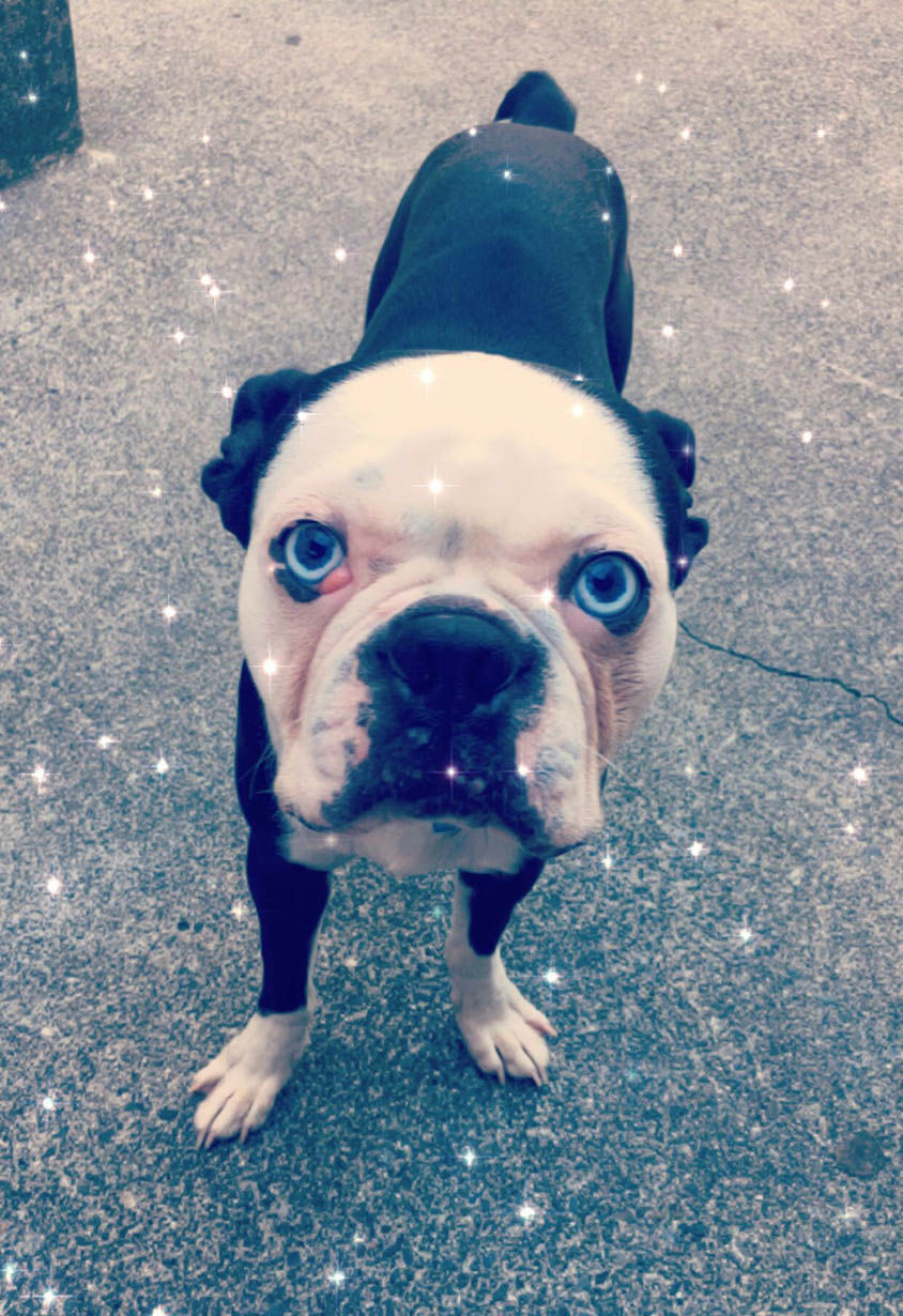 Pic of the Litter: Bentley Simmons